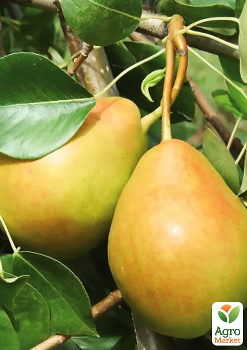 

Груша Геллерт (осенний сорт, средний срок созревания)