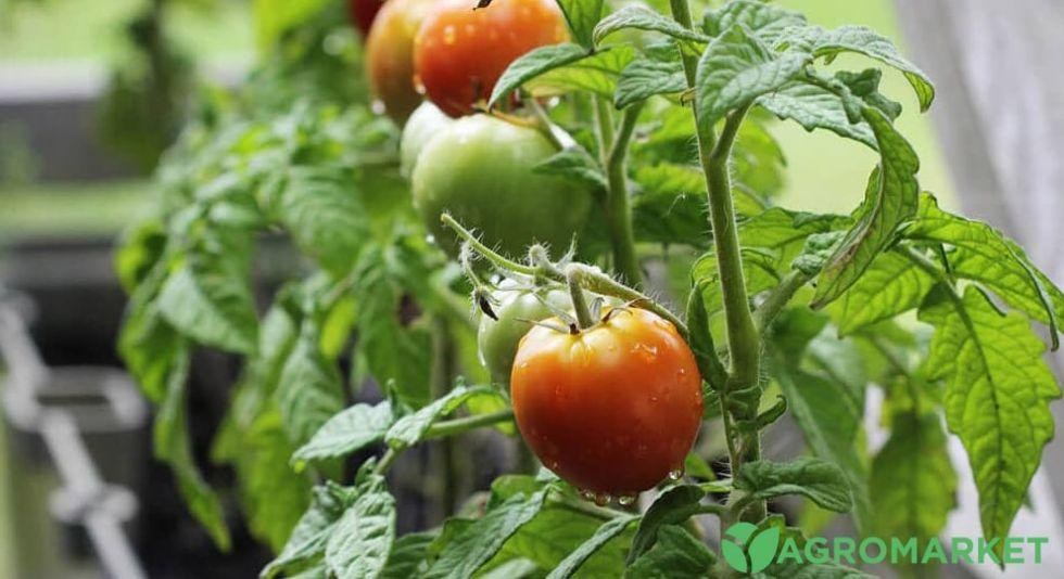 Догляд за рослинами