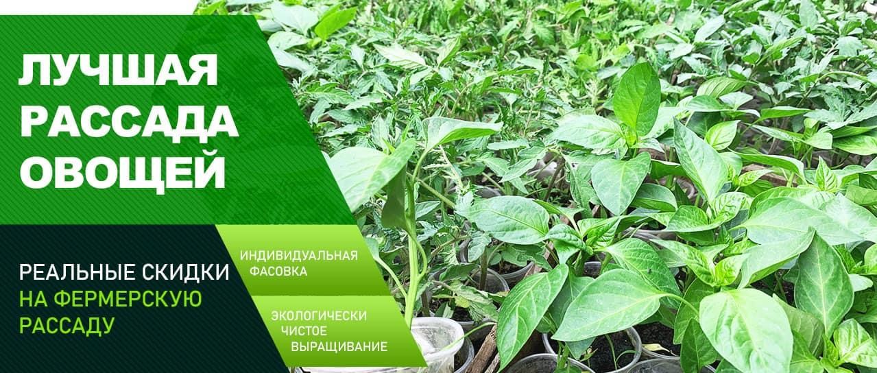 Акция! Рассада овощей со скидкой до -40% Акция! Рассада овощей со скидкой до -40%