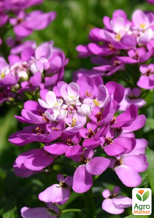 

Иберис Absolutely Amethyst (вечнозеленый кружевной ковер в вашем саду)