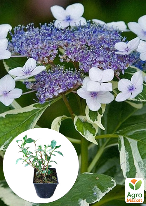

Гортензия крупнолистная 3-х летняя Mariesii Variegata