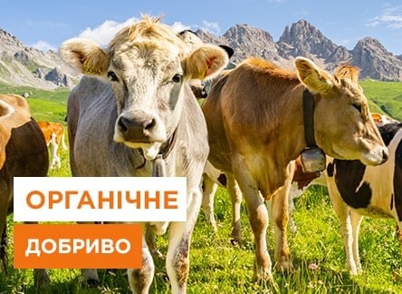 Коров'як як добриво: особливості застосування та користь для ґрунту - корисні статті про садівництво від Agro-Market
