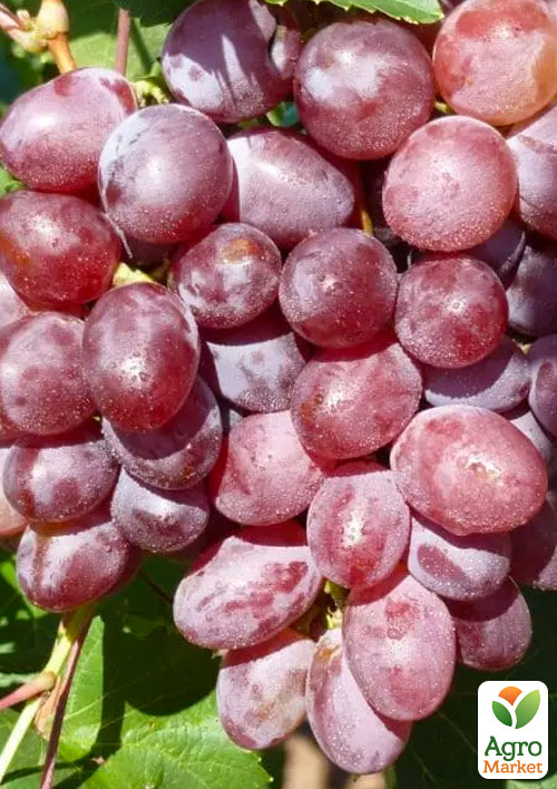 

Виноград Виктория (ранний срок созревания)