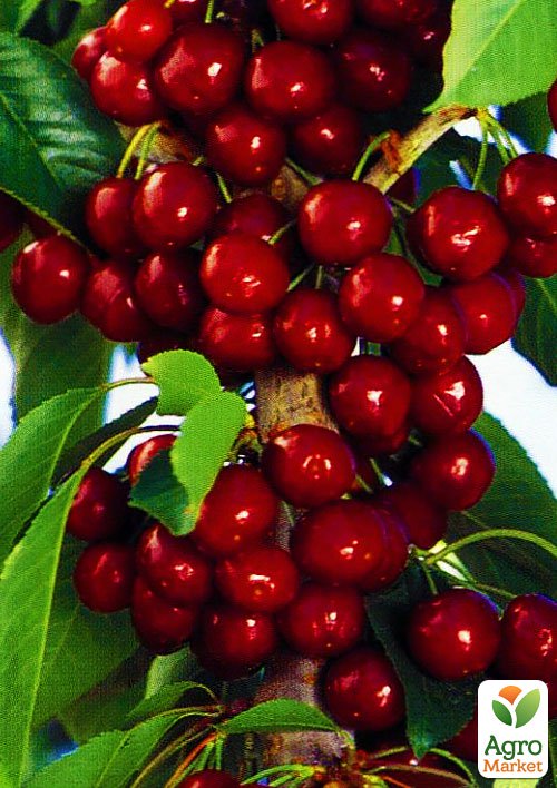 

Черешня колоновидна Сільвія Ексклюзив