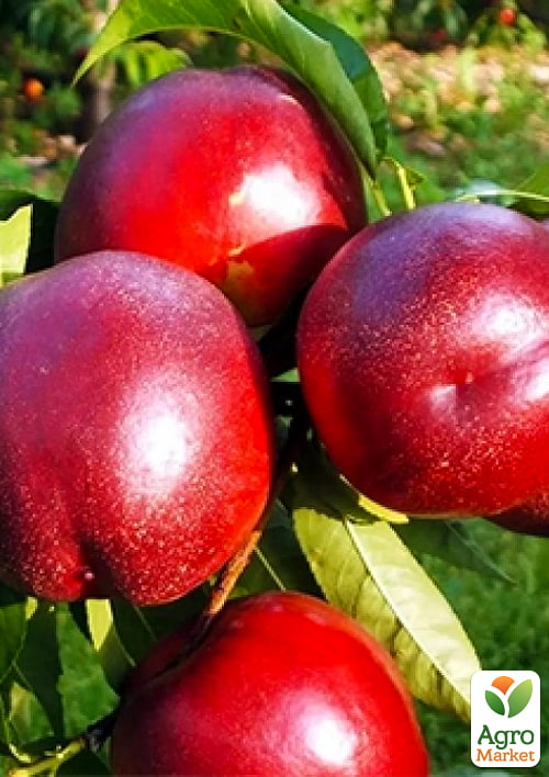 

Нектарин Ванг-8 (лисий персик, літній сорт, середній термін дозрівання)