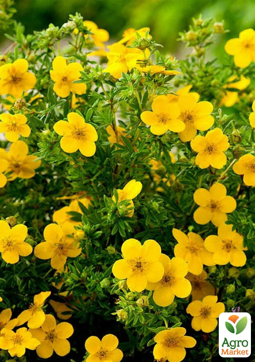 

Лапчатка Кустарниковая Goldfinger