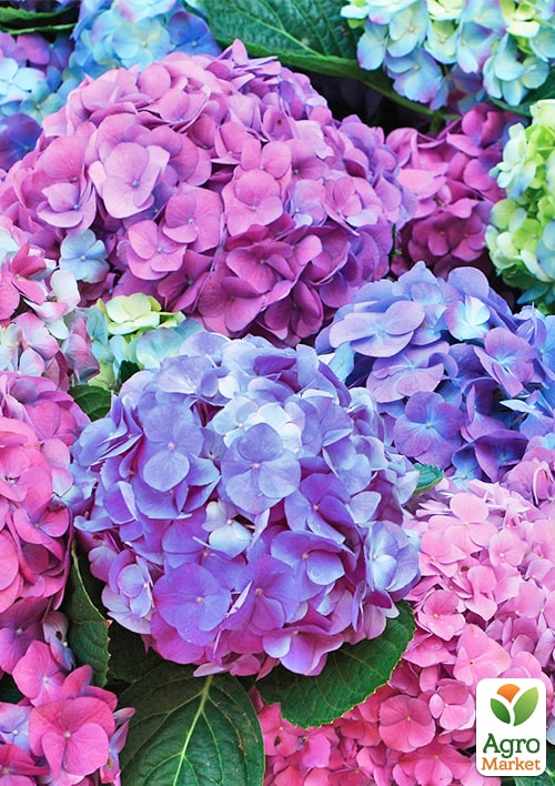 

Гортензия крупнолистная Hamburg