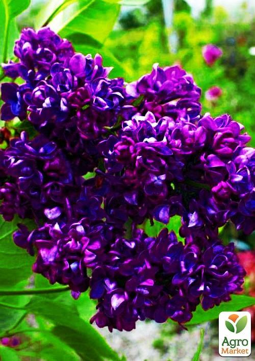 

Эксклюзив! Сирень насыщенной темно-фиолетовой окраски Волна вдохновения (Wave of inspiration) (премиальный, засухоустойчивый, нетребовательный сорт)