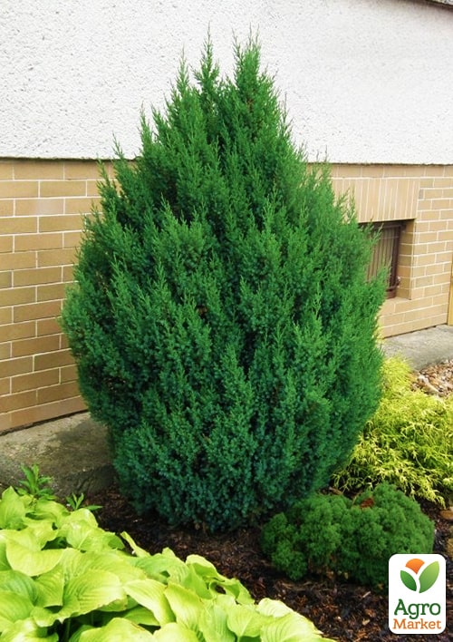 

Можжевельник китайский Stricta (ком/сетка), висота 140-160см