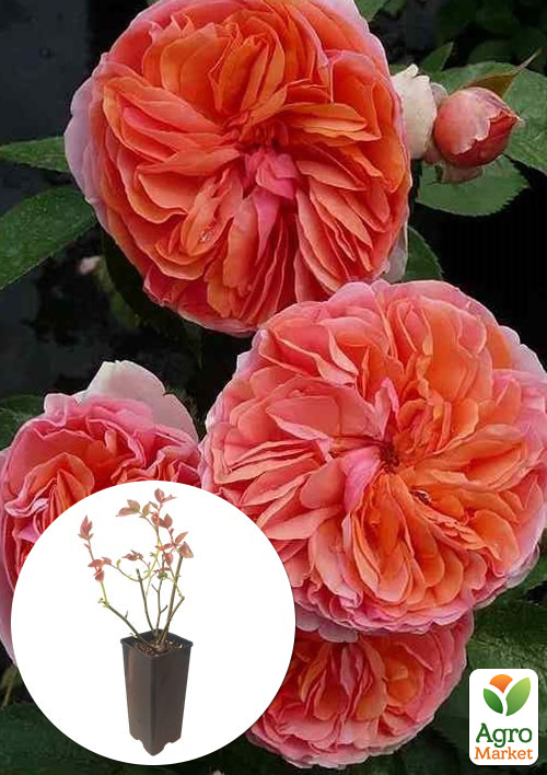 

Троянда шраб Chippendale у контейнері, вищий сорт