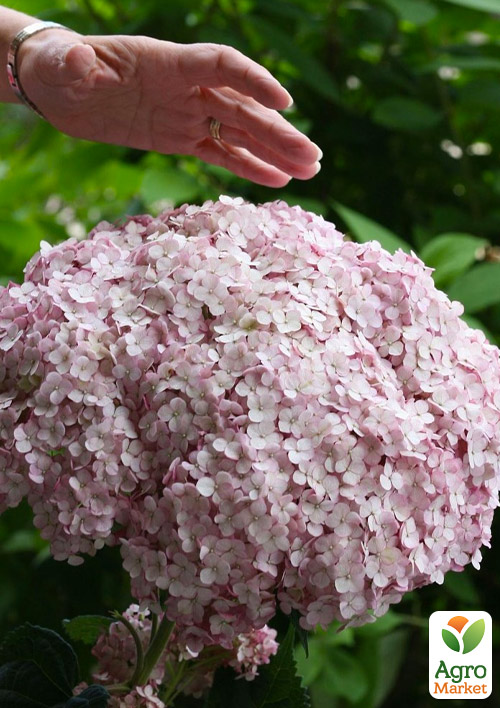 

Гортензия древовидная Candybelle Marshmallow