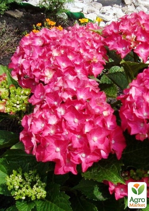 

Гортензия крупнолистная Speedy Red Lila