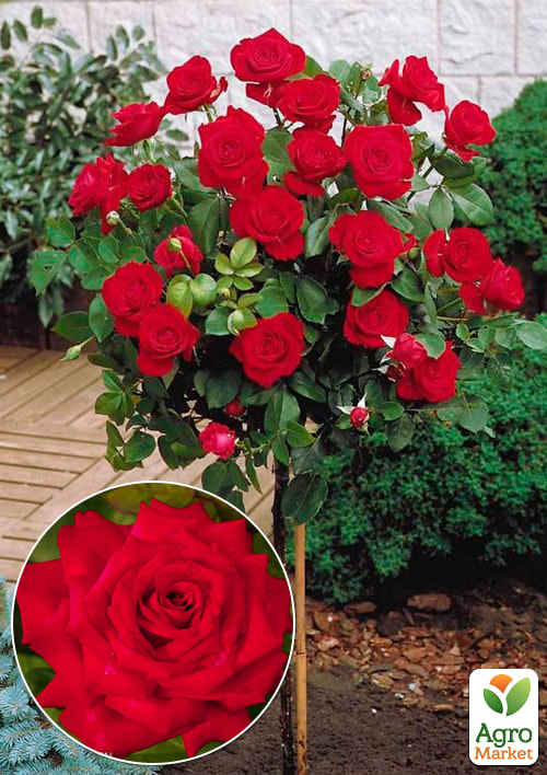 

Роза штамбовая Бургунд (Burgundy) (саженец класса АА+)