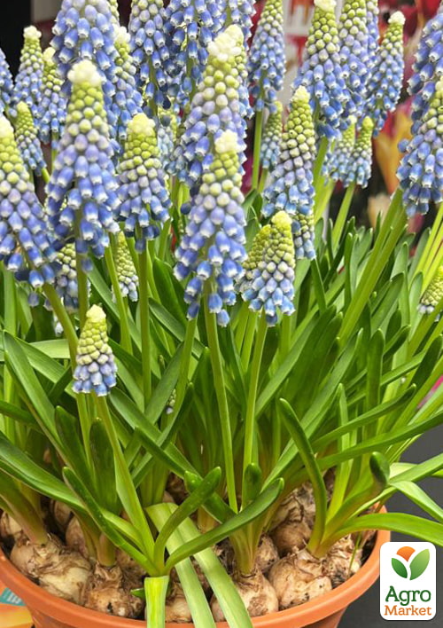 

Мускари Emmy укорененные