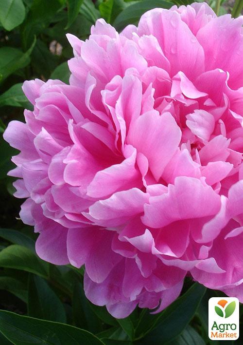 

Півонія трав'яниста Олександр Дюма 1шт в упаковці