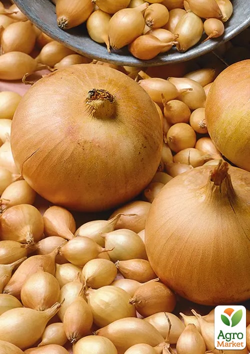 

Лук-севок 1кг (арбажейка) Приднестровский золотой (Украина)