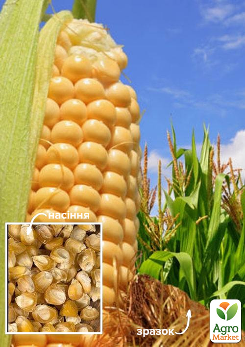 

Кукурудза Суперсолодка ТМ Весна 500г