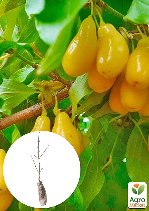 

Кизил жовтий щеплений Ніжність саджанець 2 роки (ранній термін дозрівання, великоплідний)