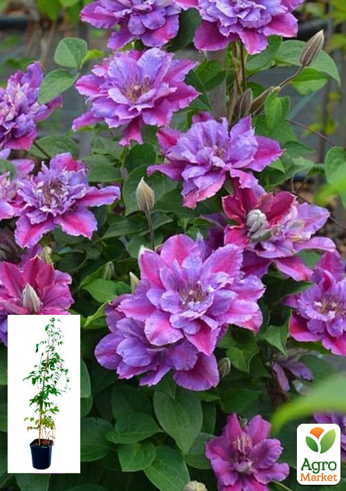 

Клематис 2-х річний Birthday girl вазон С2 вазон