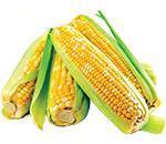 Насіння кормової кукурудзи