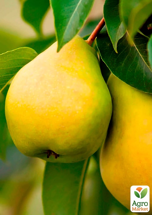 

Груша Платоновская (осенний сорт, средний срок созревания)