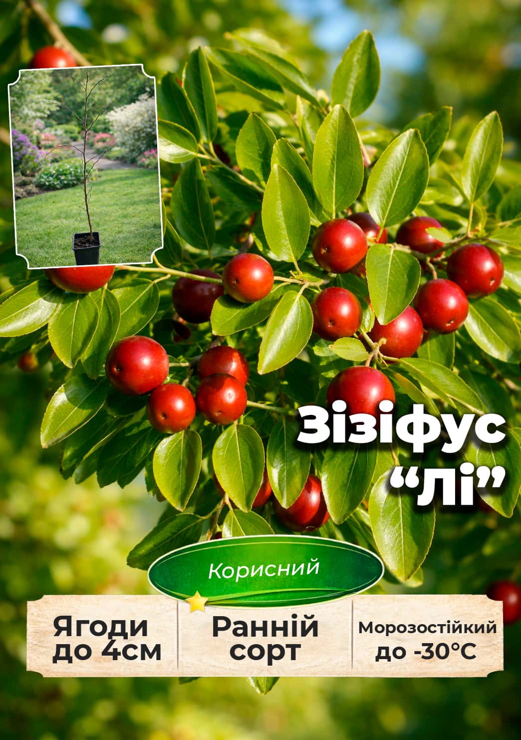 

Эксклюзив! Зизифус Li (Ли) (ранний срок созревания, перекрестное опыление, садить по 2 саженца разного сорта)