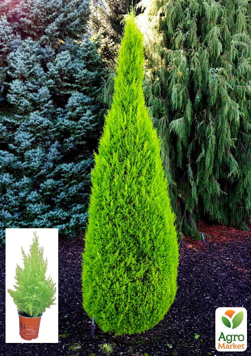 

Кипарисовик «Goldcrest Wilma» (Pyramide) висота 30-45см