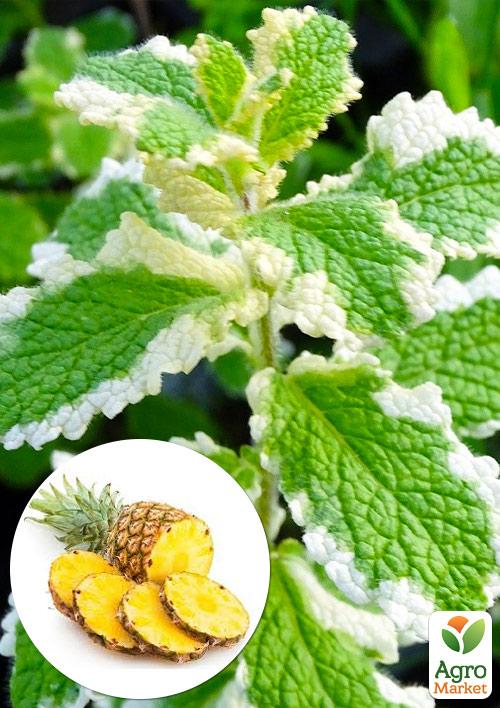 

Мята Душистая Variegata (контейнер Р9)