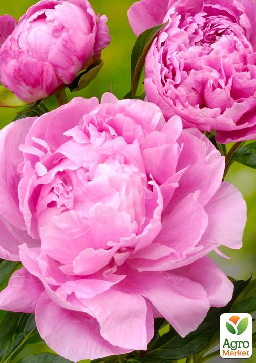 

Півонія трав'яниста Alexander Fleming NEW