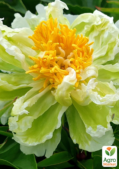 

Пион травянистый Green Lotus