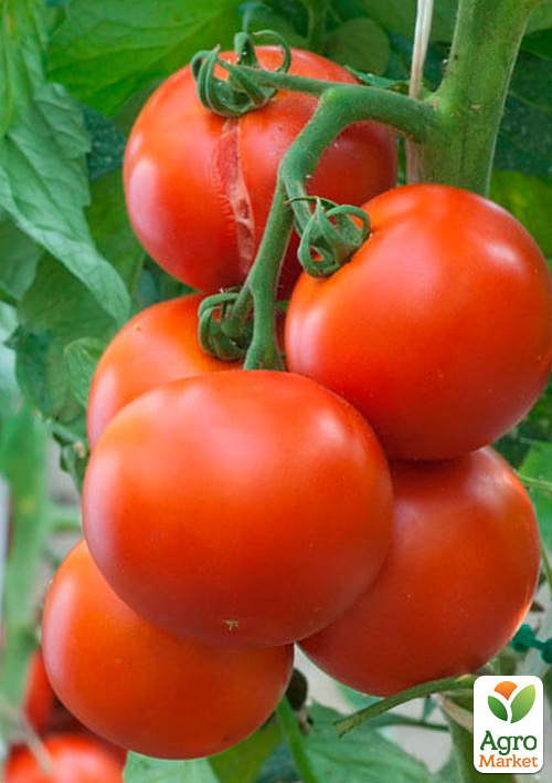 

На вагу Томат Гібрид Тарасенко 6 ТМ Весна ціна за 1г