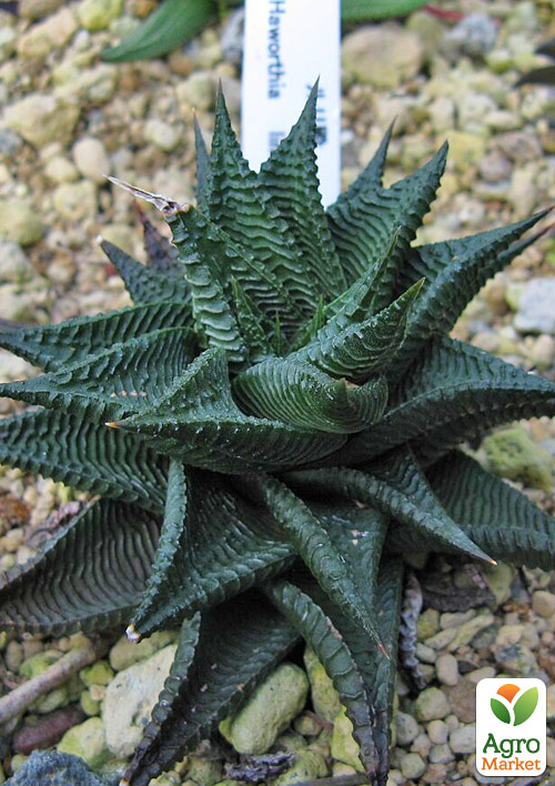 

LMTD Хавортия Лимолистная (Haworthia limifolia) высота растения 10см