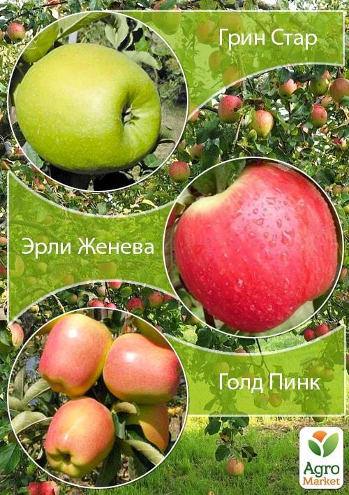 Дерево-сад Яблоня "Грин Стар+Эрли Женева+Голд Пинк" 1 саженец в упаковке