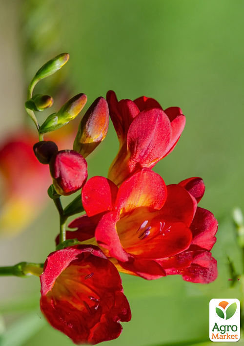 

Фрезия простая Red 5шт в упаковке