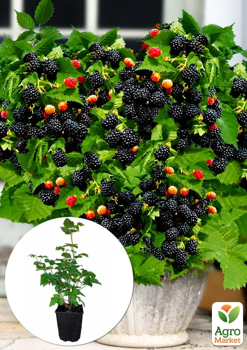 

Ежевика ремонтантная безшипая Black Gem 2х-летняя укорененная в контейнере
