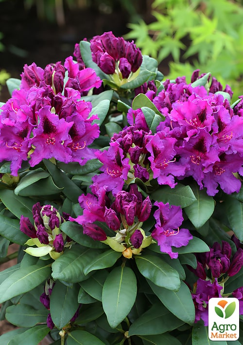 

Рододендрон гібридний Azurro