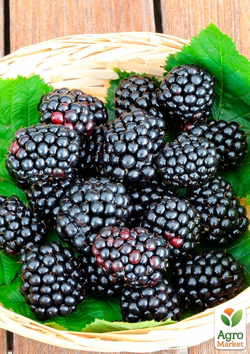 

Ожина Насолода (пізній термін дозрівання, солодкий, великоплідний сорт)