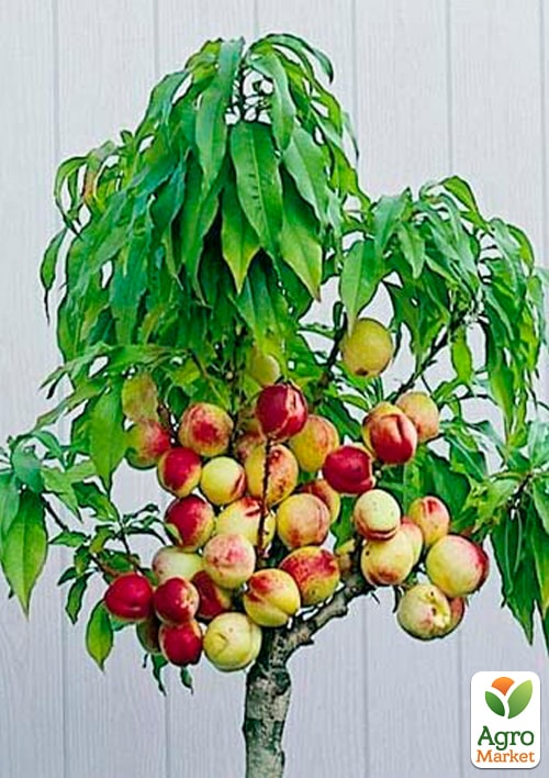 

Персик колоновидний Ювілей Столиці