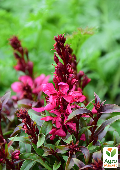 

Гаура Линдхеймера Gaudi Red (эффектный многолетник)