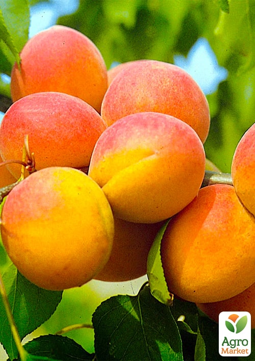 

Абрикос Шедевр (літній сорт, середній термін дозрівання)