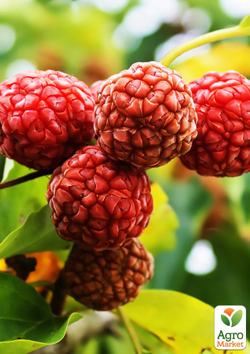 

Кудрания Mulle (клубничное дерево)