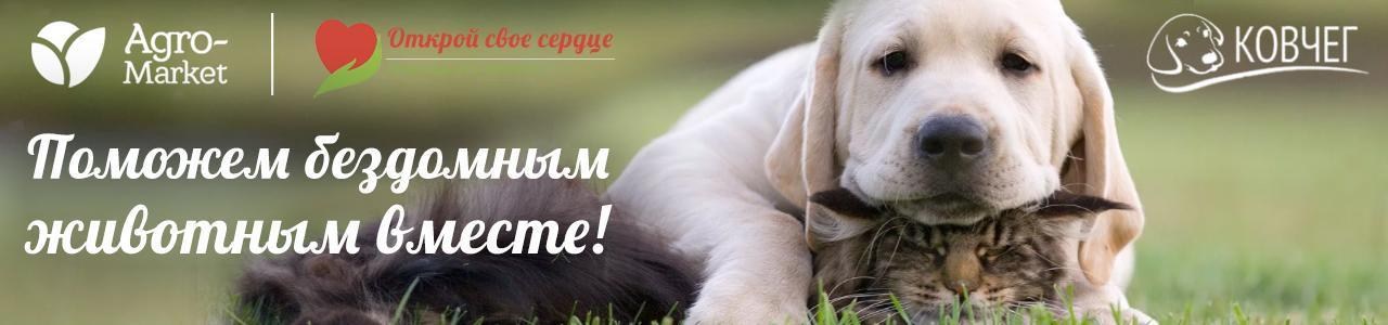 Любите животных? Давайте сделаем доброе дело вместе - поможем бездомным животным! Любите животных? Давайте сделаем доброе дело вместе - поможем бездомным животным!