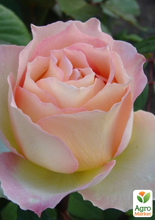 

Роза чайно-гибридная Белла Перла (саженец класса АА+) высший сорт