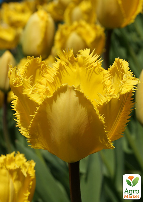 

Тюльпан Crystal Star