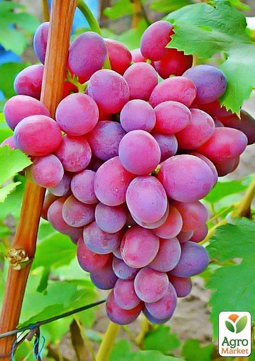 

Виноград Подарок Ирине (раннеспелый, крупноплодный)