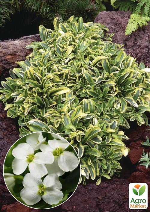 

Арабіс Фердинанда Old Gold (різуха, багаторічний ґрунтопокровник)