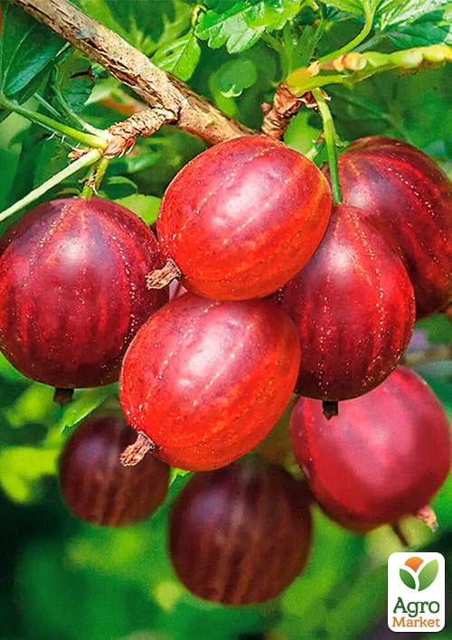 

Крыжовник бесшипный Консул (средне-ранний срок созревания, морозоустойчивый сорт)