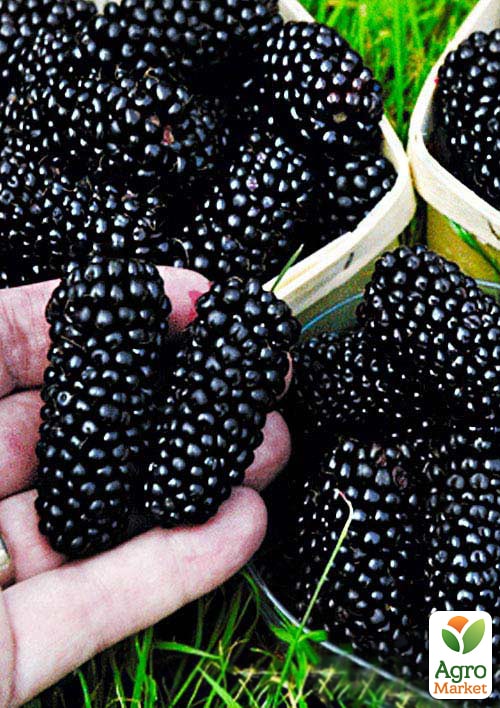 

Ексклюзив! Шовковиця чорна Чарівність (Charm) (преміальний великоплідний сорт, хворобостійкий)