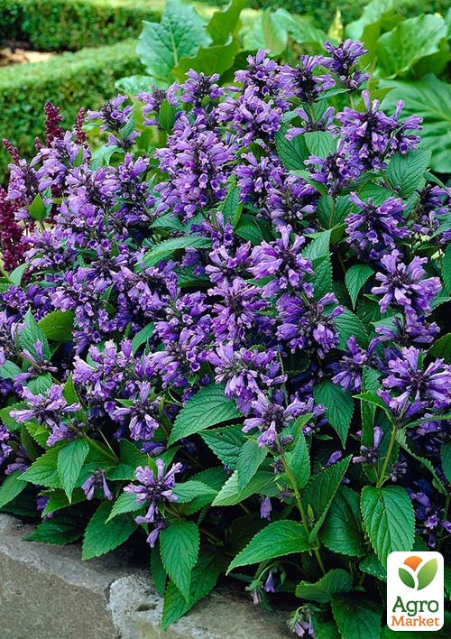 

Котовник (Котяча м'ята)