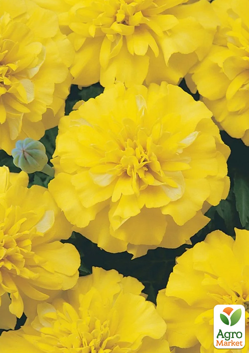 

Бархатцы отклоненные Малыш Gold